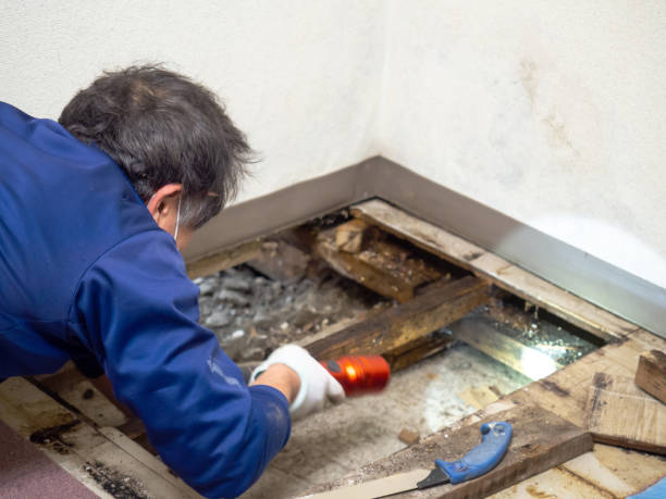 Best Mold Cleaning Services  in Spring Green, WI