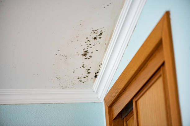 Best Commercial Mold Removal  in Spring Green, WI