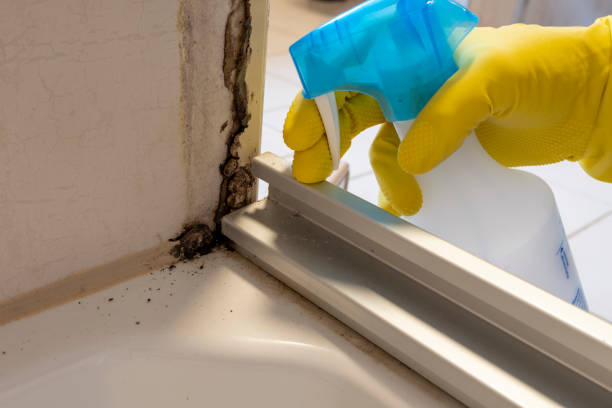 Best Same-Day Mold Removal  in Spring Green, WI