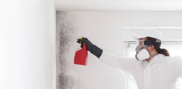 Best Toxic Mold Removal  in Spring Green, WI