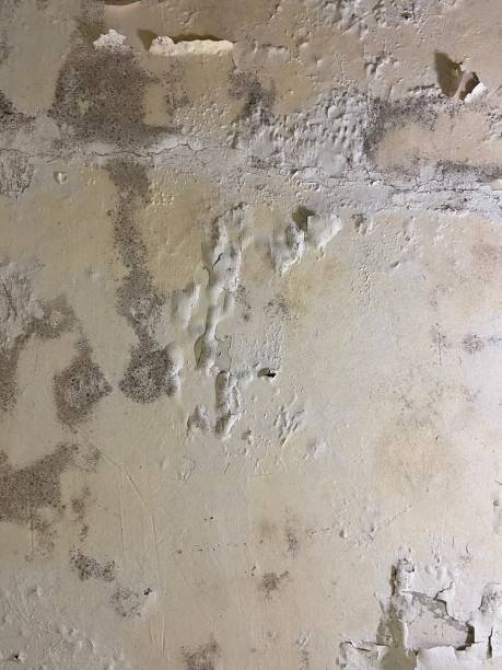 Best Mold Testing  in Spring Green, WI