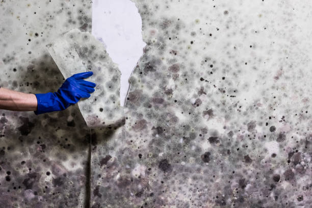 Best Crawl Space Mold Removal  in Spring Green, WI