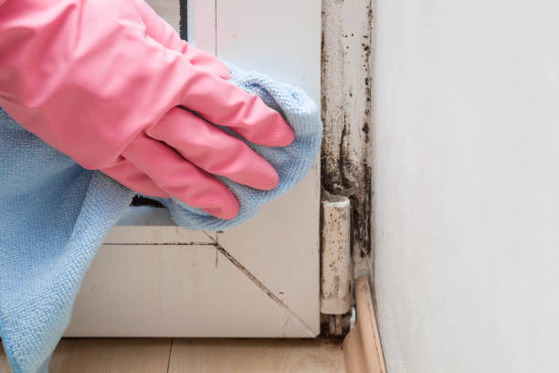 Best Office Mold Removal Services  in Spring Green, WI